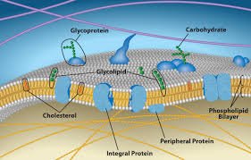 Plasma membrane structure showing proteins, lipids, and carbohydrates