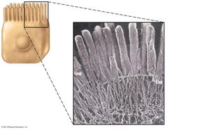 Microvilli structure