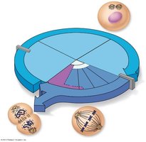 Cell cycle diagram