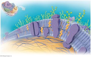 Fluid mosaic model of the plasma membrane