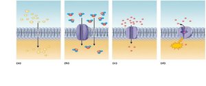 Membrane transport mechanisms: diffusion, facilitated diffusion, osmosis, active transport