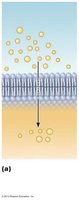 Simple diffusion through plasma membrane
