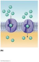 Carrier-mediated facilitated diffusion