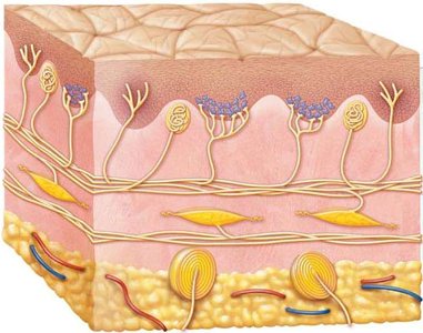 Mechanoreceptors in skin and their functions