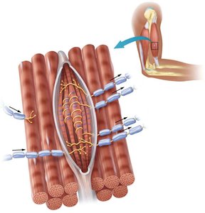 Mechanoreceptors in skin