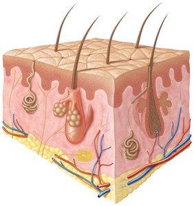 Proprioceptors in muscle