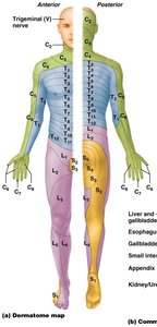 Dermatome map