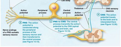 Sensory pathway from PNS to CNS