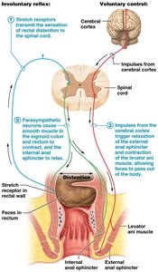 Digestive function and defecation reflex