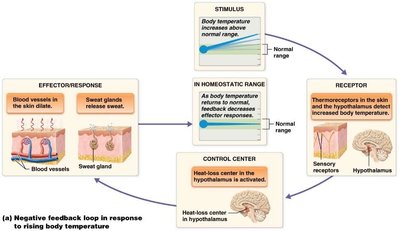 Defecation reflex pathways