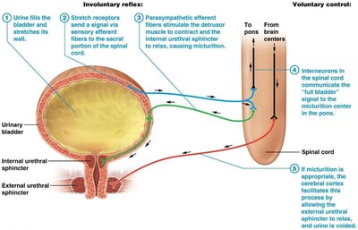 Micturition reflex and voluntary control