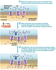 Mechanism of sensory transduction