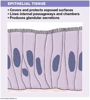 Epithelial tissue structure