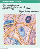Connective tissue structure