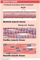 Muscle tissue types