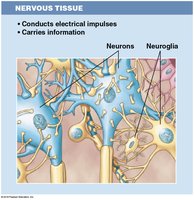 Nervous tissue structure