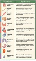 Overview of organ systems and their functions