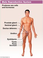 Male reproductive system