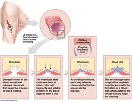 Blood clotting as an example of positive feedback