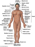Anatomical and supine positions