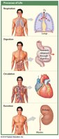 Processes of life: respiration, digestion, circulation, excretion
