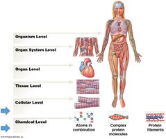 Levels of organization in the human body