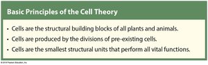 Basic principles of cell theory
