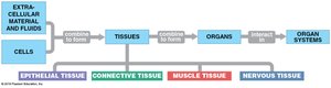 Overview of tissue types