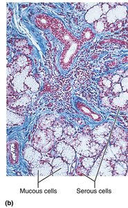 Salivary gland histology