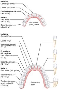 Human dentition