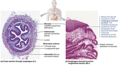 Microscopic structure of the esophagus