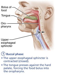 Buccal phase of swallowing