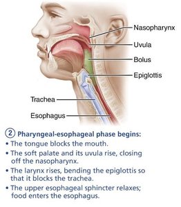 Pharyngeal-esophageal phase begins