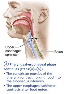 Pharyngeal-esophageal phase continues