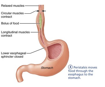 Peristalsis moves food through esophagus
