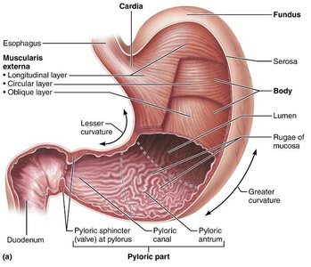 Gross anatomy of the stomach