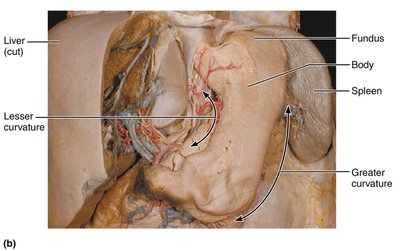 Anatomy of the stomach
