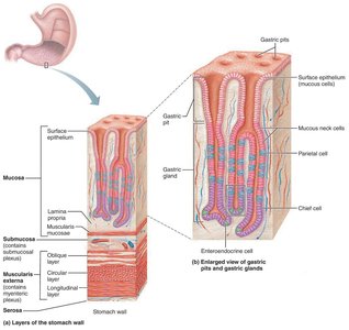 Layers of the stomach wall and gastric glands