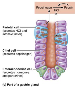 Part of a gastric gland