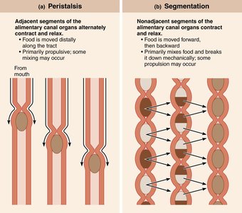 Peristalsis and segmentation