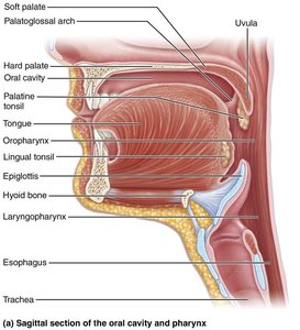 Sagittal section of the oral cavity and pharynx