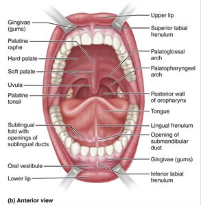 Anatomy of the oral cavity (mouth)