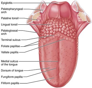 Superior surface of the tongue and papillae