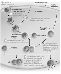 Events of endocytosis: formation and fate of protein-coated vesicles