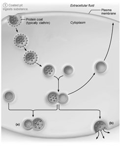 Events of endocytosis: simplified pathway of vesicle formation and fate