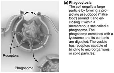 Phagocytosis: cell engulfing a large particle with pseudopods