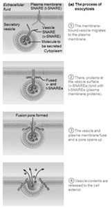 The process of exocytosis: vesicle fusion and release of contents
