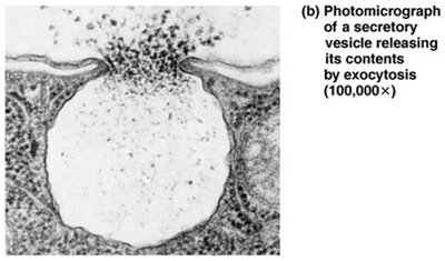 Photomicrograph of a secretory vesicle releasing its contents by exocytosis