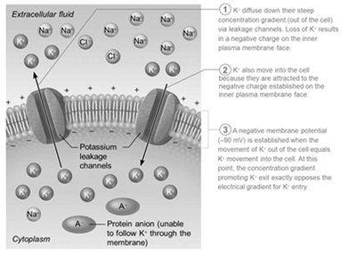 Key role of K+ in generating the resting membrane potential