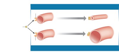 Epinephrine effects on different blood vessels depending on receptor type
